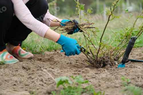 Preview: Closeup of gardeners hand in protective gloves with garden pruner making spring pruning