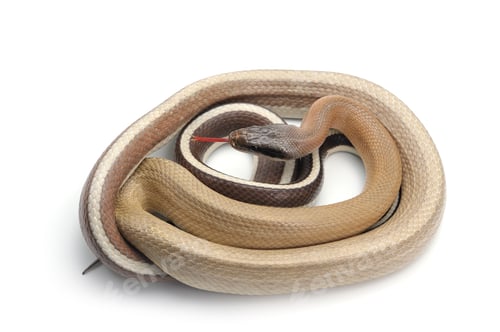Preview: attack Taiwan beauty rat snake isolated on white background
