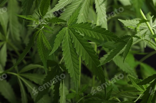 Preview: Green organic hemp growing outdoors, closeup view