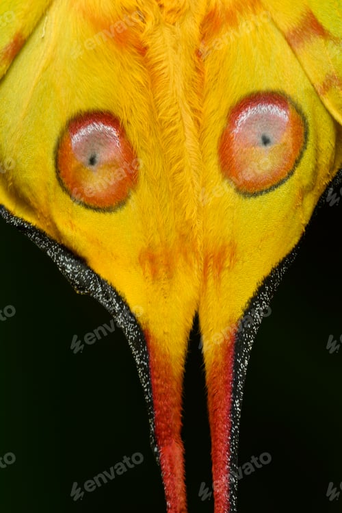 Preview: Comet or moon moth, Argema mittrei, butterfly native to the forests of Madagascar.