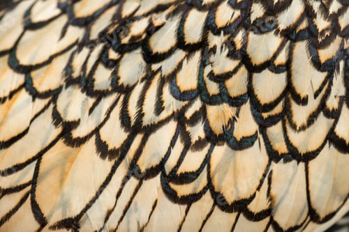 Preview: Macro of a Sebright bantam rooster's feather