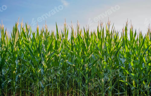 Preview: The edge of a corn field
