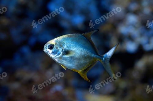 Preview: Silver Dollar aquarium fish with shiny shell swims in water on dark blurred background.