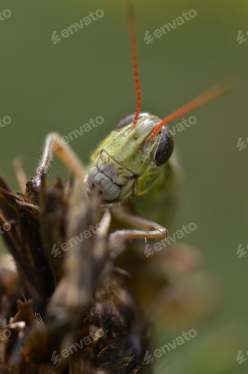 Preview: Green grasshopper