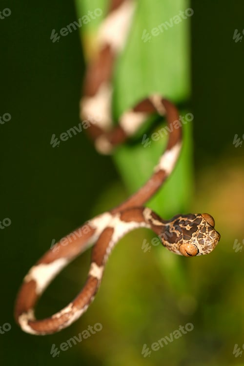 Preview: Blunthead Tree Snake,Napo River Basin, Amazonia, Ecuador