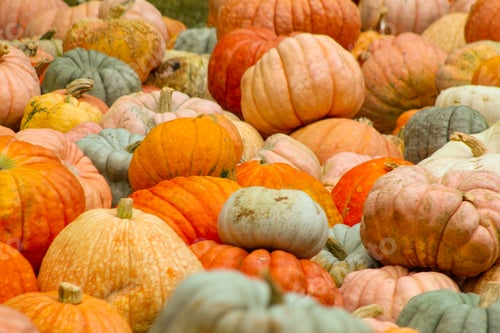 Preview: Cinderella pumpkins 🍁NOMINATED by Mistyrosa13 :)🍁NOMINATED by trudyderoek :)🍁