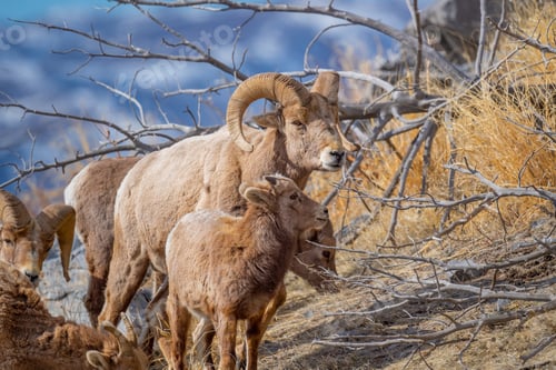 Preview: Selective of a snow sheep (Ovis nivicola) in a dry field