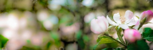 Preview: Spring flowers background. Beautiful nature scene with blooming apple tree