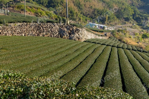 Preview: Tea farm on the valley of mountain