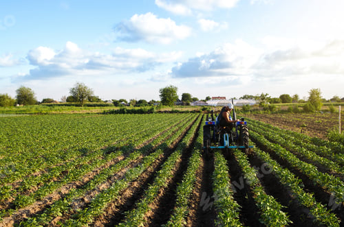 Preview: A farmer on a tractor cultivates a potato plantation.