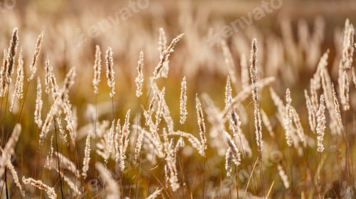 Preview: Ripe spikelets in wheat field