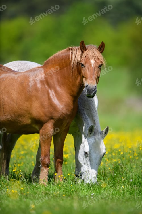 Preview: White and brown horse on field of yellow flowers