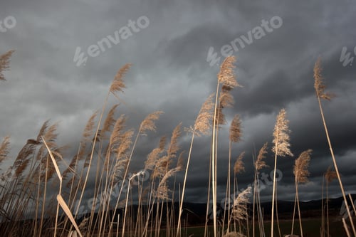 Preview: Dramatic sky and reeds