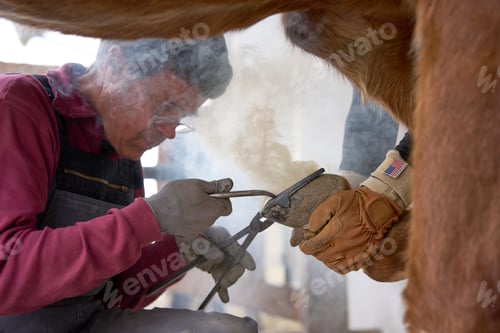 Preview: Farmer wearing gloves and shoeing horse, while a companion looks on, gently holding the horse's leg