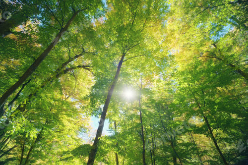 Preview: Autumn forest deep in mountain.