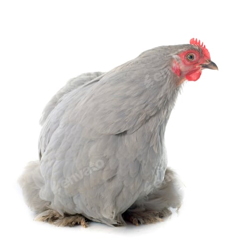 Preview: pekin chicken