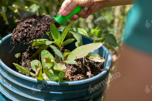 Preview: A woman's hands pour fertilized soil with a shovel over a plant.