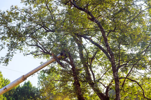 Preview: Lumberjack uses a telescopic trimming blade saw to cut branches from trees.