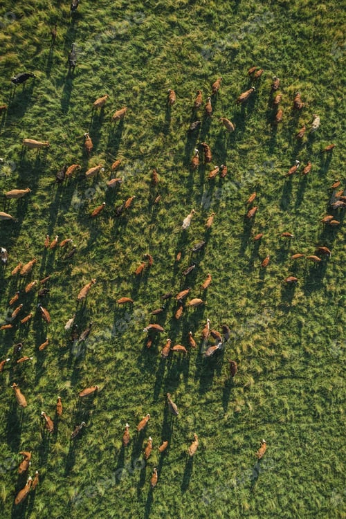 Preview: Top view of meadow at sunset with herd of cows