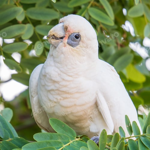Preview: Close-up shot of a Little corella perched on a tree twig on a blurred background