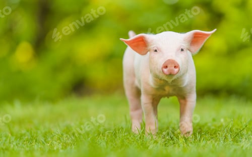 Preview: Young pig is standing on the green grass. Happy piglet on the meadow looking at the camera .