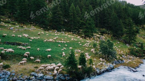 Preview: Herd of sheep.
