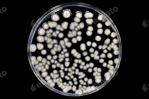Preview: Bacterial colonies grown on agar plate (Bacillus subtilis)