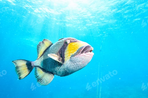 Preview: snorkeling in australia with a trigger fish