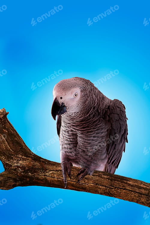 Preview: Close-up portrait of a gray parrot in blue.