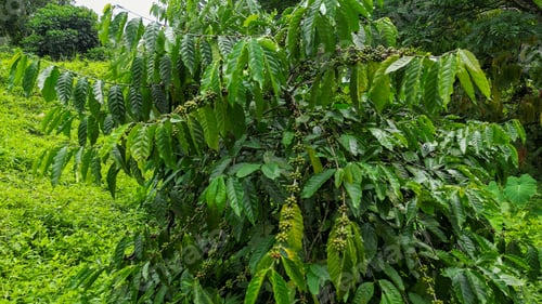 Preview: Beach with lush palm trees and crystal-clear water, south of sao tome