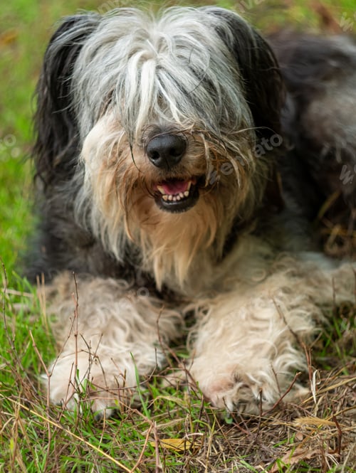 Preview: Portrait of cute big black and white fluffy long wool thick-coated dog.