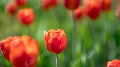 Preview: lots of beautiful red tulips, spring natural background