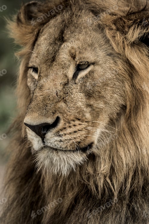 Preview: Close-up of a male lion in Serengeti National Park