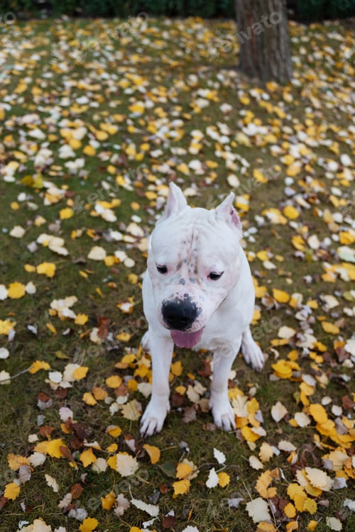 Preview: dog in autumn park. Funny happy cute dog breed american bulldog runs smiling in the fallen leaves. O