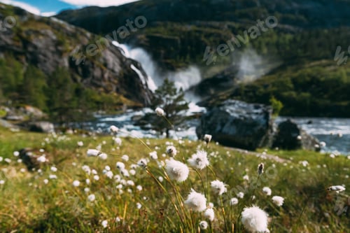 Preview: Kinsarvik, Hordaland, Norway. Norwegian Landscape With Mountains Cotton Grass, Cotton-grass Or