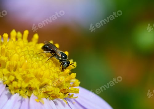 Preview: Little black Stingless bees on the daisy flower