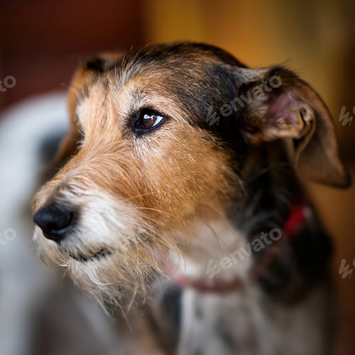 Preview: Cute dog head eye detail portrait