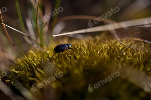 Preview: Small alder leaf beetle on the green moss
