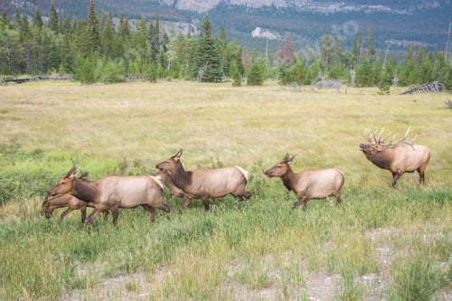 Preview: A large male elk corrals his herd of females during rutting season.
