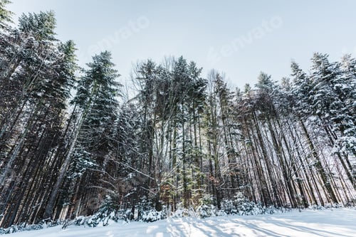 Preview: forest in carpathian mountains with tall pines and snow