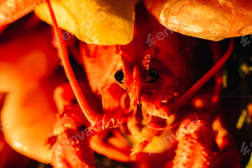 Preview: Large steamed cancer of red-orange color in sunlight