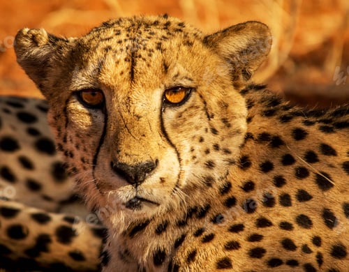 Preview: A Best wildlife vacations in Pictures