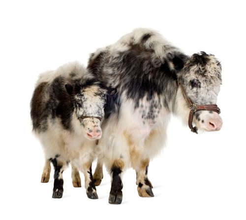 Preview: Yak and her calf