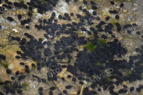Preview: Group of small tadpoles swimming in the water