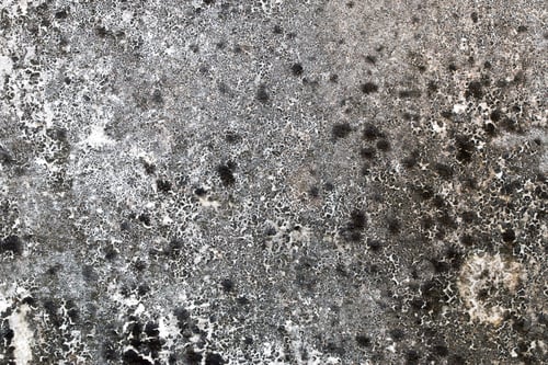 Preview: Light Gray Stucco Wall Texture. Abstract Background