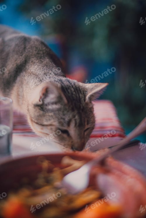 Preview: Cat on table