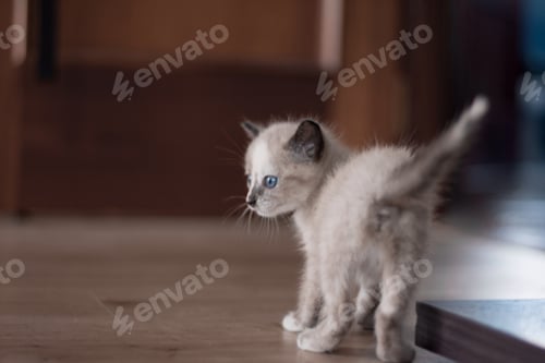 Preview: New puppy