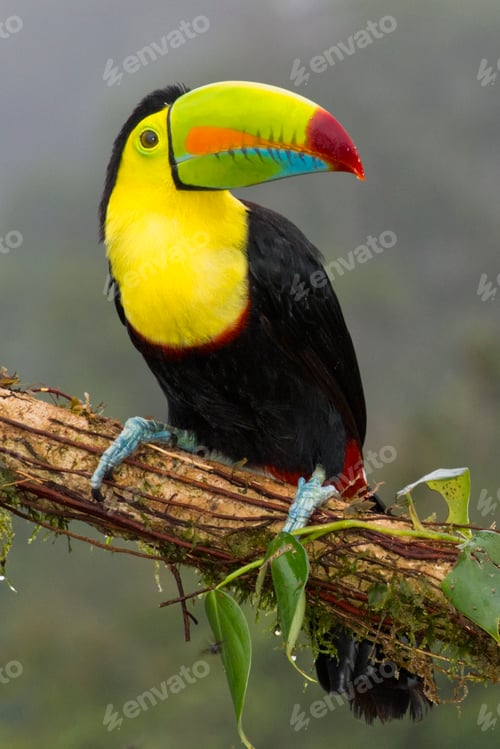 Preview: Keel-billed Toucan, Costa Rica