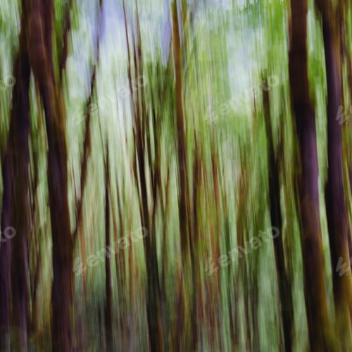 Preview: Lush forest of moss covered Big leaf maple trees (Acer macrophyllum), blurred motion