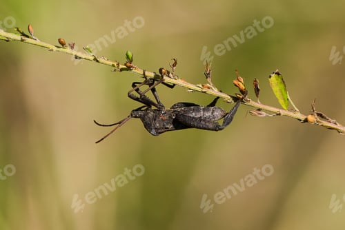 Preview: Leaf-Footed Bug. Dover, Tennessee